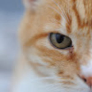 Meet your Posher, Anwyn